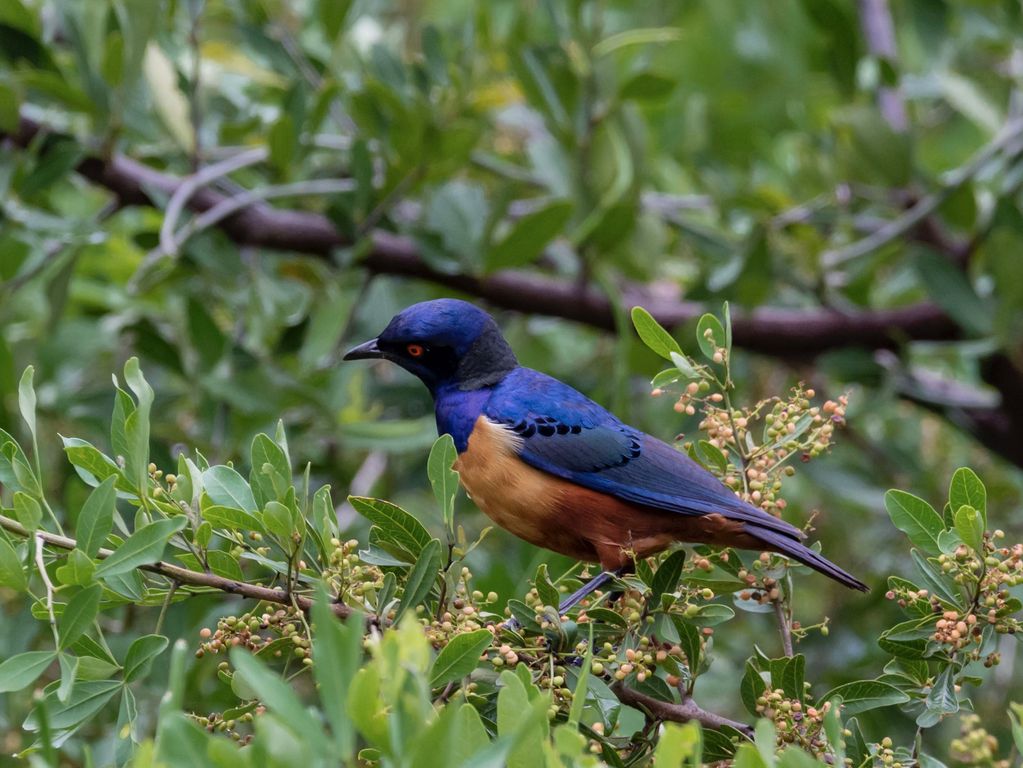 Vogels Tanzania